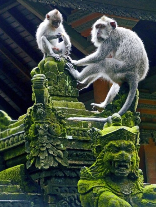 Monkey forest in Ubud, Bali, IndonesiaMandala Suci Wenara Wana or well known as Monkey Forest U