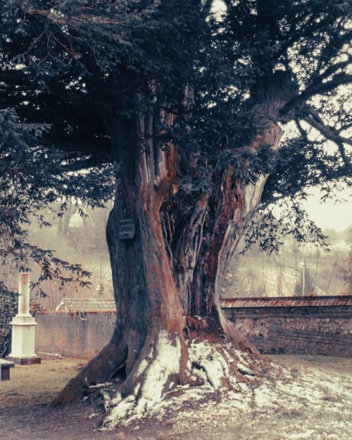 If millénaire du cimetière, classé Arbre Remarquable #normandie #lh #lehavre #i