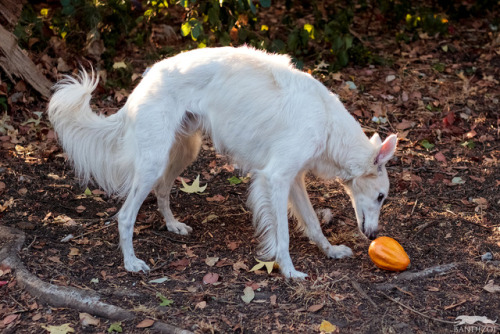 friendly-neighborhood-patriarch: bandizoi: Small forest spirit finds the weirdest looking dragon egg