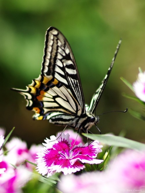 ainawgsd: Xuthus Swallowtail Papilio xuthus, the Asian swallowtail, Chinese yellow swallowtail or Xu