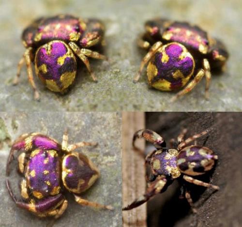 terpsikeraunos: cutebiology:This is a recently discovered gold and purple jumping spider, Simaetha s