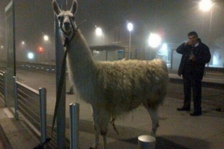 quizasnuncafuisteparami:  chilewebeopuntocom:  5 detenidos por robar una llama y llevársela de fiesta 5 jóvenes borrachos que salían de una discoteca de madrugada en Burdeos detenidos por el robo de una llama. La vieron en su jaula y la robaron para