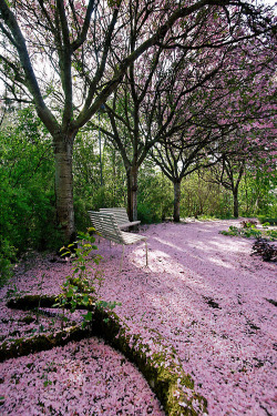 ponderation:  Cherry Tree Park, Södra Sandby by claustral 