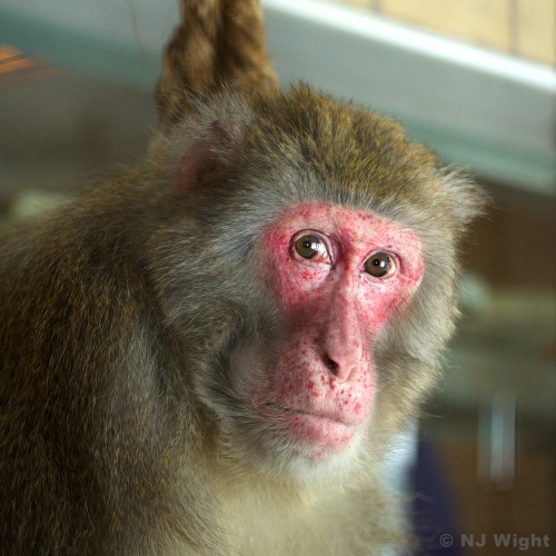 This is Eugene, a Japanese macaque who has been living in a concrete cell for the past 26 years. This week he was rescued by the great folks at Fauna! (http://faunachimps.tumblr.com) So, now I get to photograph and talk to this peaceful soul as he...