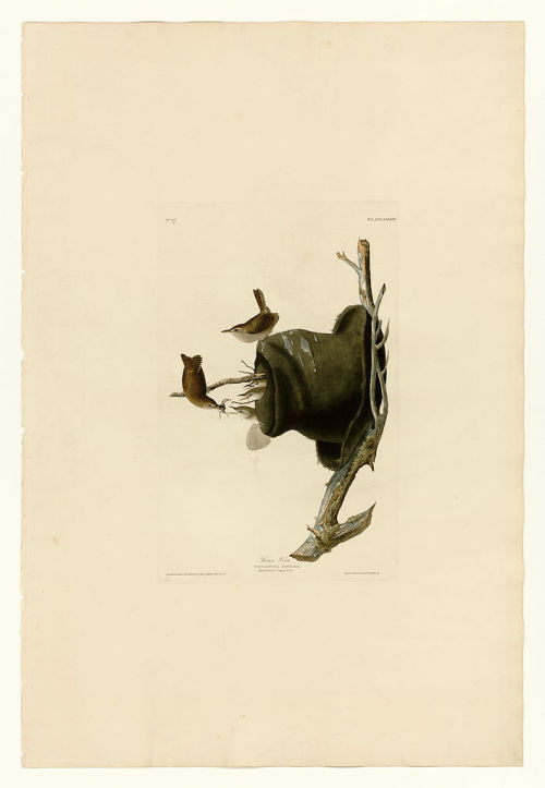 Plate 83 House Wren, John James Audubon