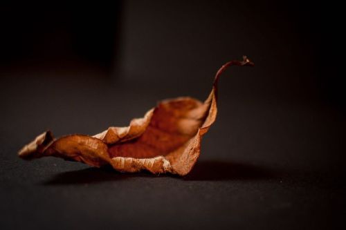 From Dust to Dust #stilllifephotographyhttps://www.instagram.com/p/CWnlJNKLsz0/?utm_medium=tumblr