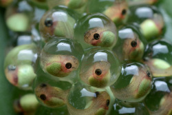 wrotten:  Treefrog tadpoles