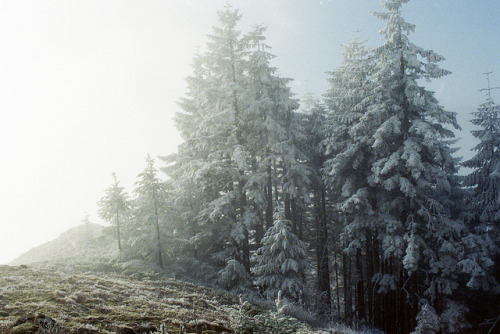 Forest, Frozen by Ray Phung Photography on Flickr.