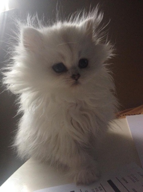 XXX animalsdancing:  Sushi as a kitten 😸 photo