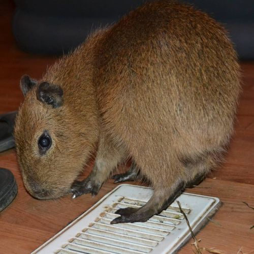 Hup #capybara #carpincho #capivara  www.instagram.com/p/CJCPW_qAyDO/?igshid=6v1ys5ibefmb