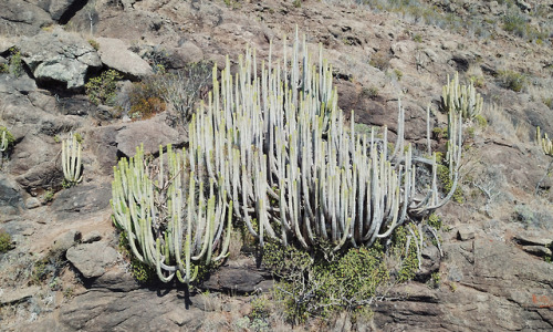 agavex-photography:Euphorbia canariensis.Majona National Park, La Gomera. October 2018.