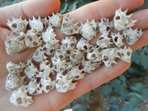 rhamphotheca:33 round tailed horned lizard skulls found while cleaning out an America Kestrel nest b