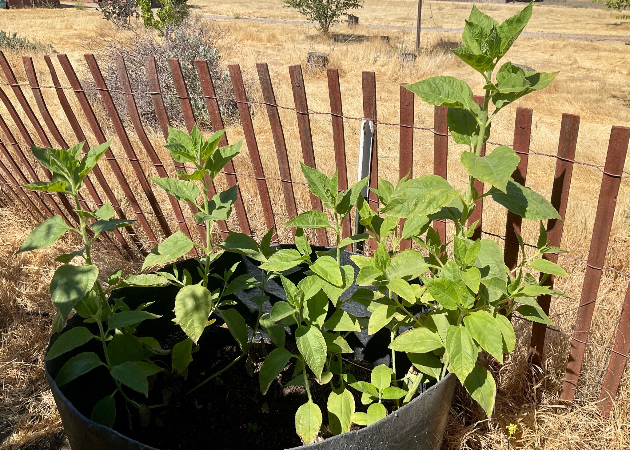 A round black plastic tub with many stalks of sunflower-like plants growing.
