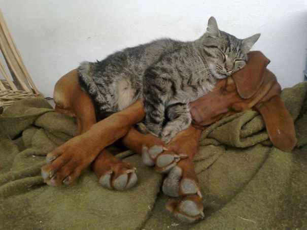 wwinterweb: Cats Using Dogs as Pillows (see 15 more)