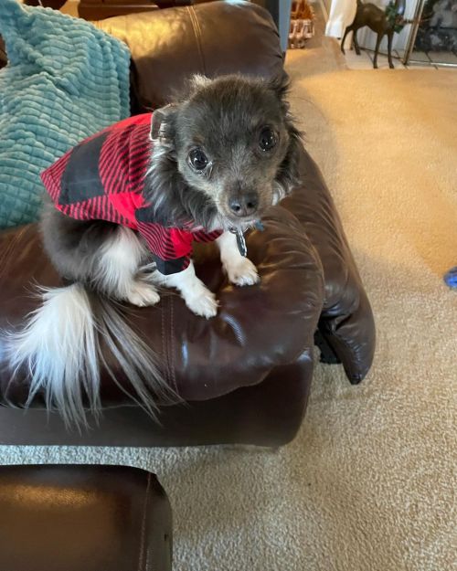 Foxie has his Christmas pajamas on! He wishes everyone a happy holiday! ❤️ #christmas#holiday #foxie