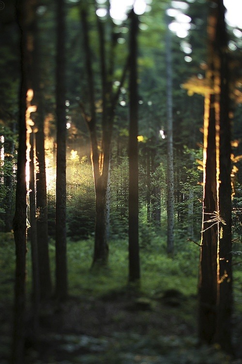 A Nature Blog