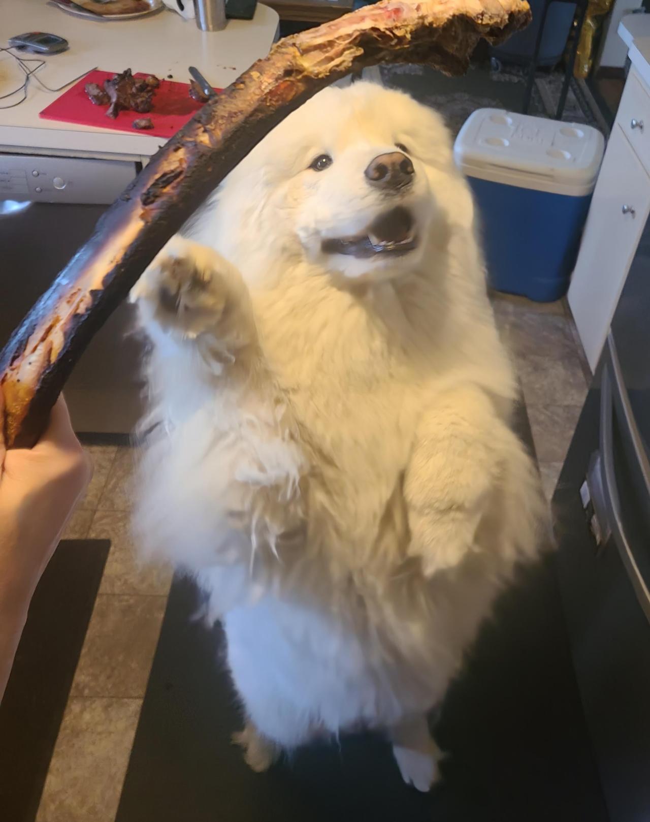 Fogo de chao leftovers had him jumping for joy!