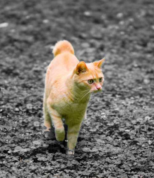 Grace - The Bunny-tailed Kitty (via Shawn Rabourn)