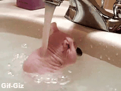 gif-giz:  Funny Gif Source http://gifini.com/ 