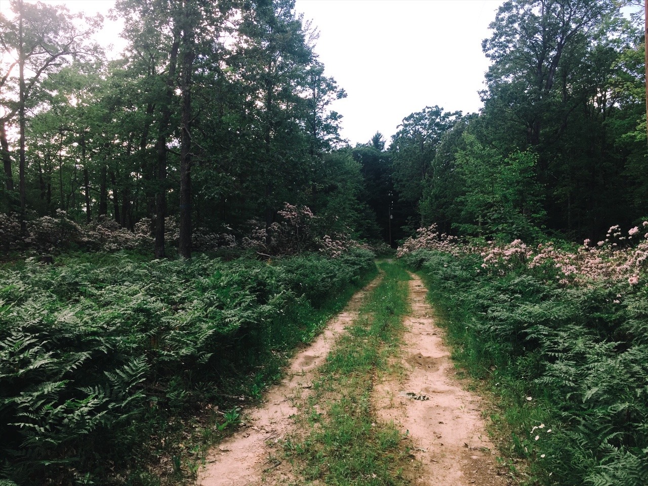 dayzea:  Central Pennsylvania, first day of summer.  (Please do not remove caption)