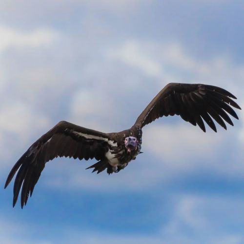 Lappet faced Vulture: The lappet-faced vulture or Nubian vulture is an Old World vulture belonging t