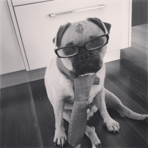 ihugpugs:  Dog Lover Shirts: http://bit.ly/1sIvs6I
