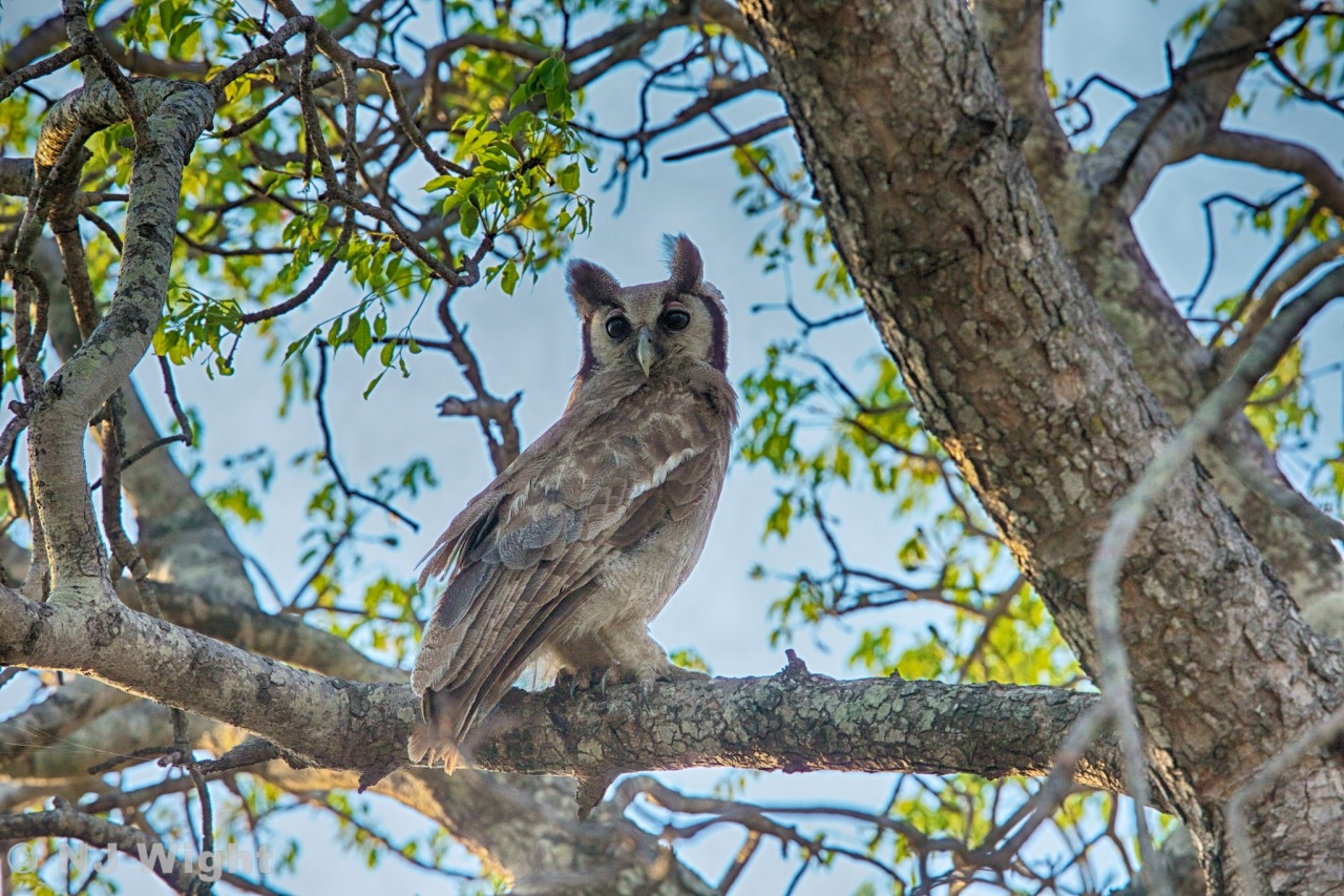 njwight:  The magnificent Verreaux’s Eagle owl.
