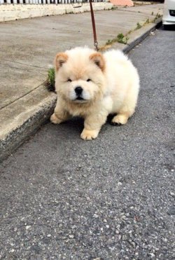 babyanimalgifs:  CLOUD PUPPER