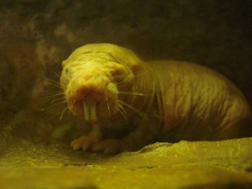 The Strangest Show on Earth Let me introduce you to the naked mole-rat, Heterocephalus glaber. Excep