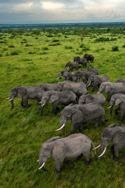 expressions-of-nature:  Elephants, Uganda