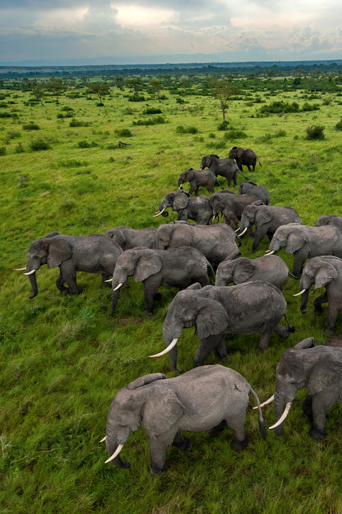 expressions-of-nature - Elephants, Uganda by Joel Sartore