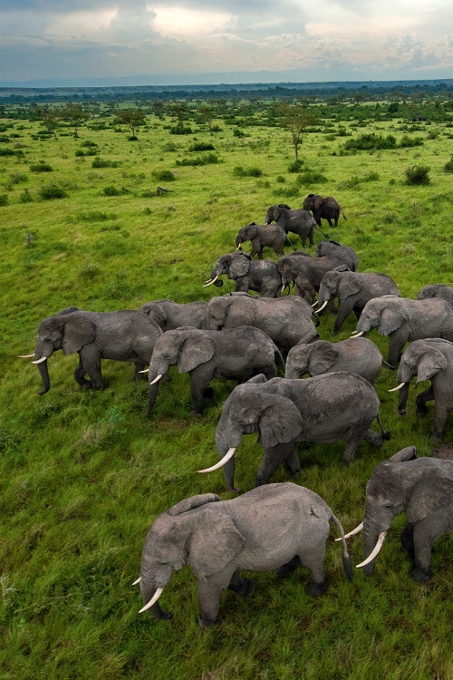 Sex funnywildlife:  Elephants, Uganda Elephants pictures