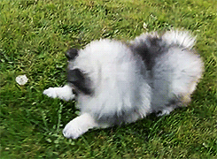 theseweirddreams:  Keeshond Puppy vs Dandelion (x)         