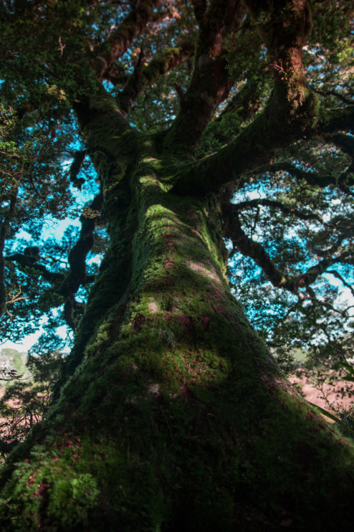macelliottmedia: Grow | Kahurangi, New ZealandMac Elliott Media