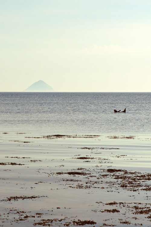 loviattaraphotography: Of swans and seals