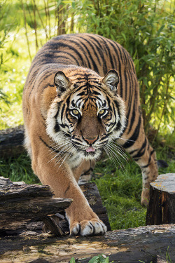 livingpursuit:  Amur Tiger by Colin Langford