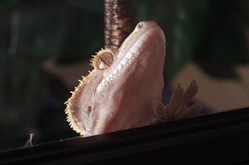 kittendrumstick:  Haven’t posted a gecko update in awhile, so here are some photos from yesterday when I was feeding them. Rosie basically spends all of her time climbing on her cage door until I open it and put food in there. Artemis still hates me,