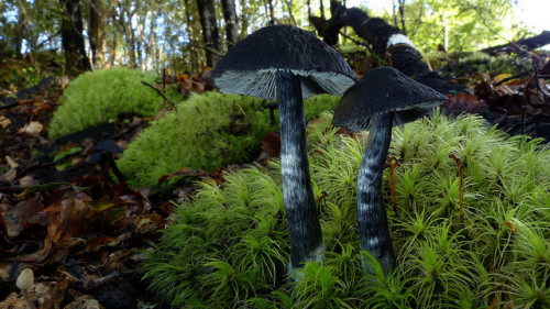 Entoloma haastii G. Stev. by New Zealand Wild on Flickr.