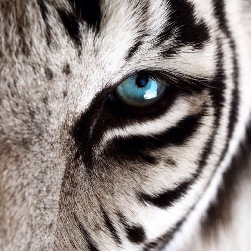“A tiger never loses sleep over sheep” 