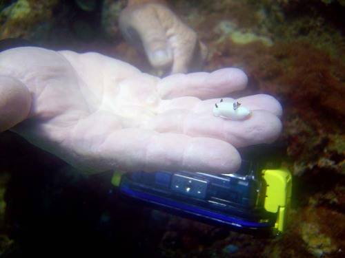 seacuties:  trynottodrown:  some tiny nudis adult photos