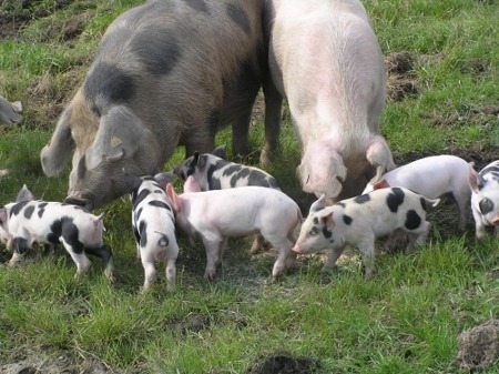 allthingspiggly:  Lithuanian Native Pig 