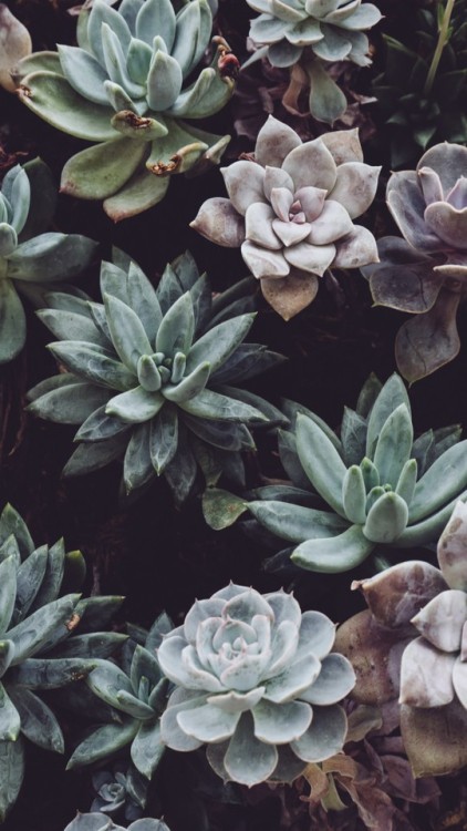 helenaieroway:succulents• lock screens • like or reblog if you use or save