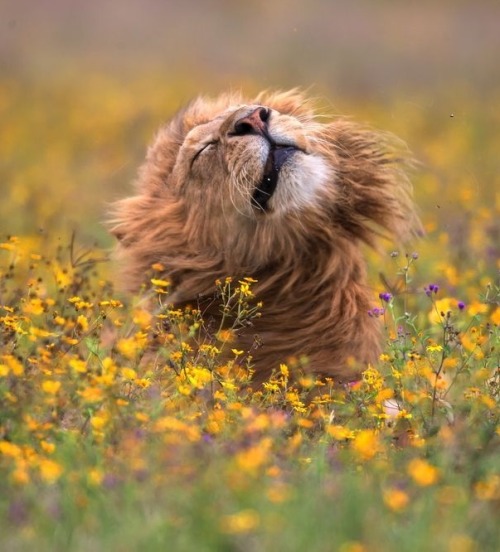 mammafairchild2: beautiful-wildlife: The lion in the sea of flowers by © Ge Xiao @sof