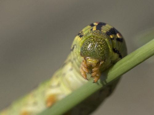 textless:Nonstop caterpillar party.  Cochise County, Arizona, summer to fall 2018.