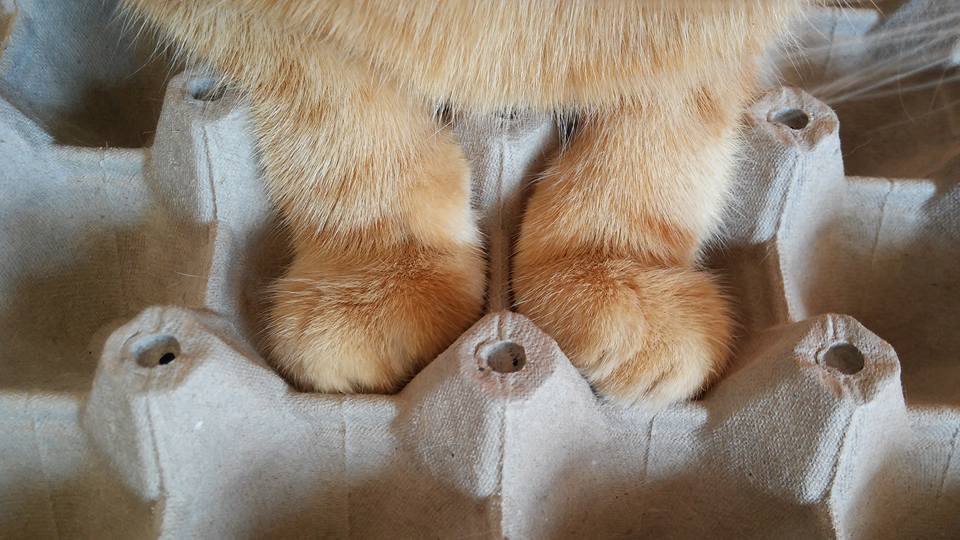 trinandtonic: laughterkey:   lorioganneb: Seeing my cat’s tiny feets in tiny eggholes