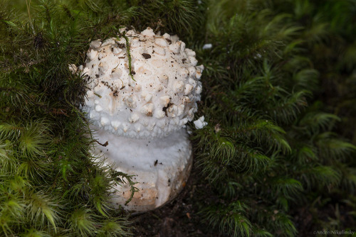 Porn Pics clusterpod:Amanita sp.  Circle Track, Tasmania