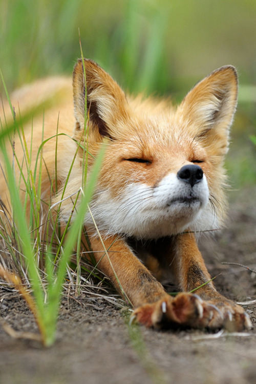 natureac:  This blog will make you feel at peace