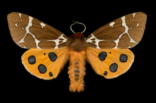 millenianthemums:  meetmeincalifornia:  masterbuildercam:  huffy-lemon:  Please be nice to moths  They spend their whole caterpillar lives thinking theyre going to be beautiful butterflies and then they turn out ugly and everyone hates them. Please be