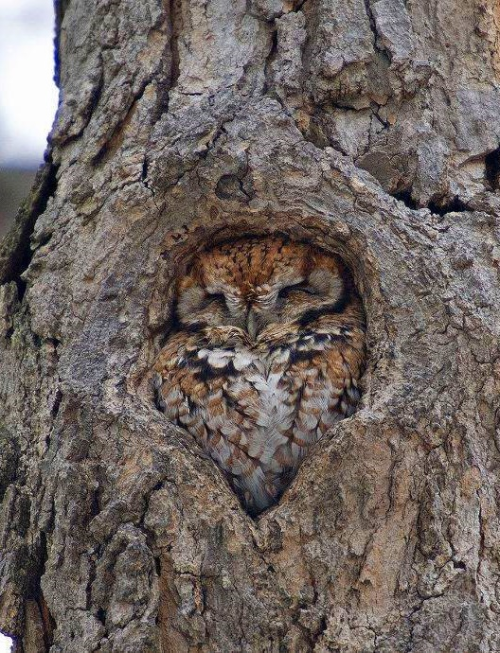 thingsfittingperfectly:Owl fits perfectly