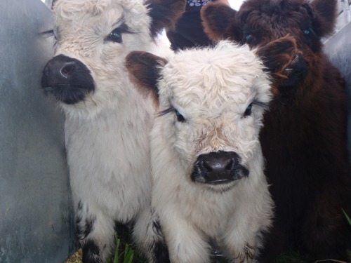 babygoatsandfriends - mini cows look so grumpyvia